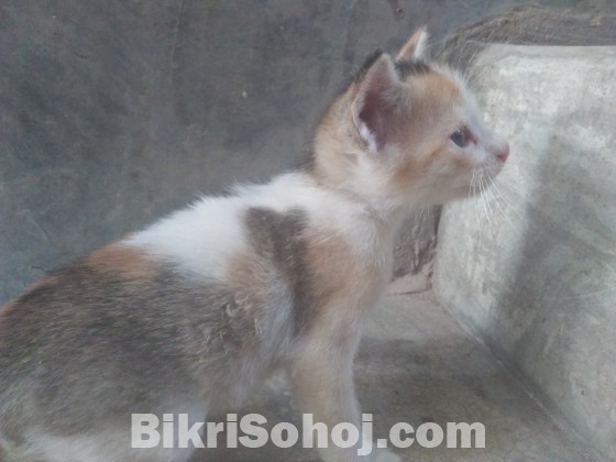 Mixed breed cat